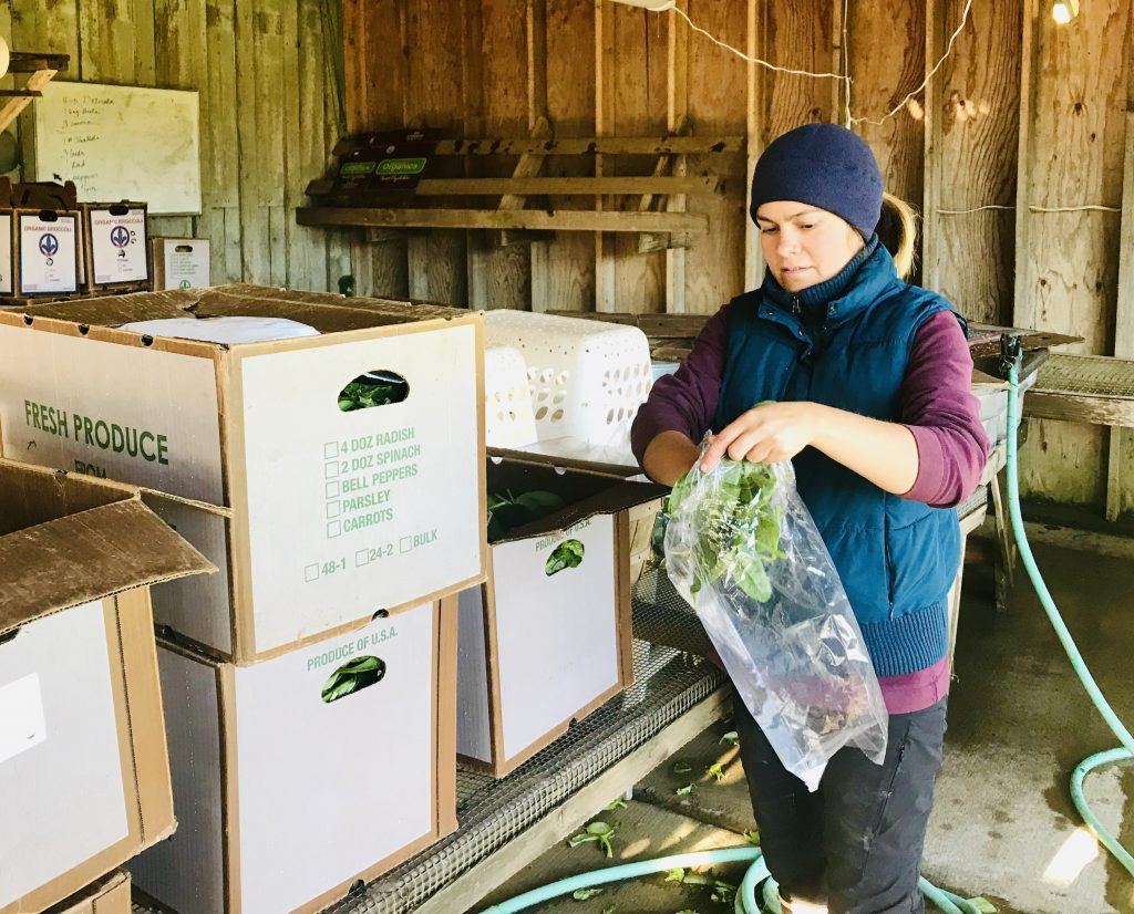 CSA boxes Horton Road Organics