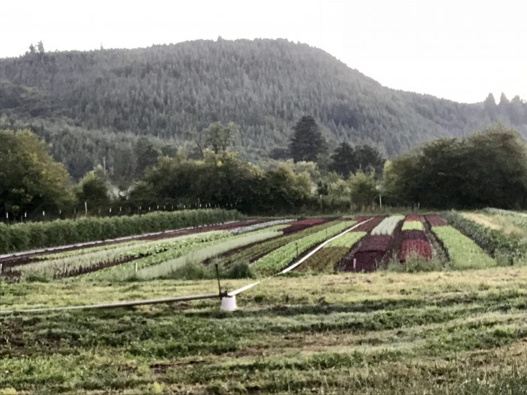 CSA boxes Horton Road Organics