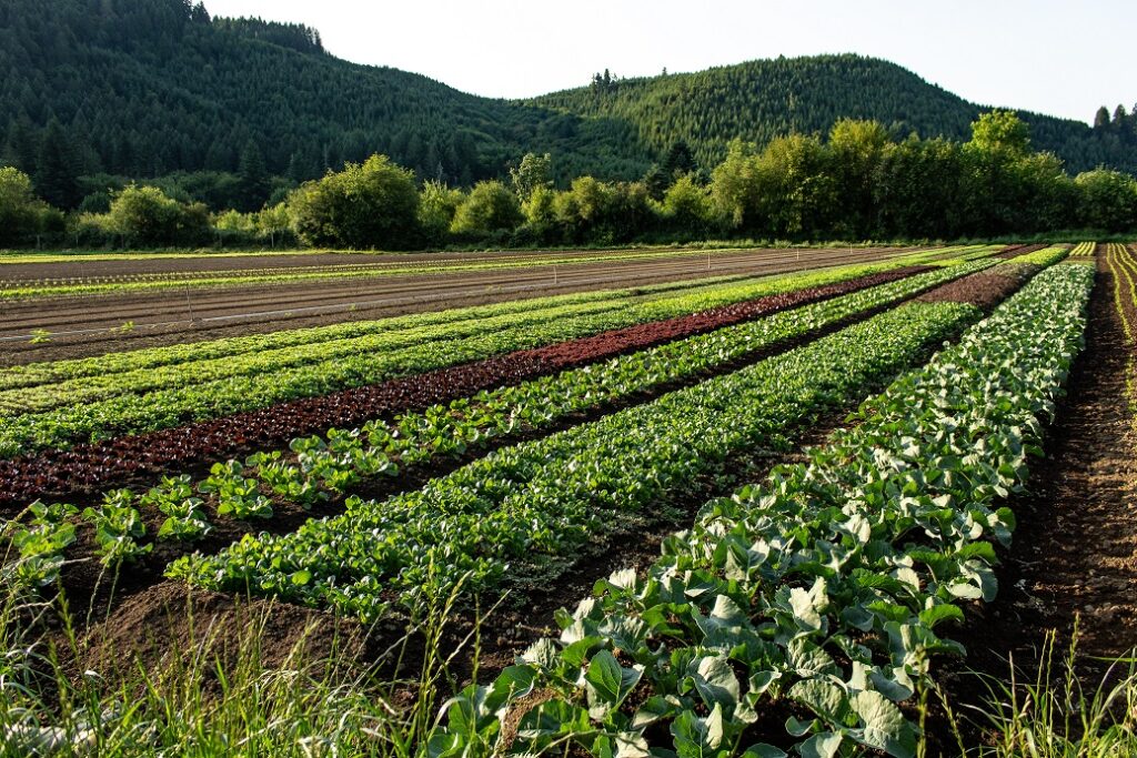 Home Horton Road Organics