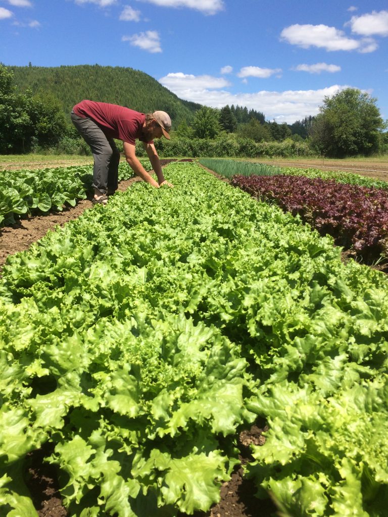The Art of Farming A Beginner's Tale Horton Road Organics