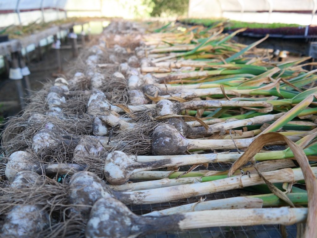 Visual Reflections Horton Road Organics