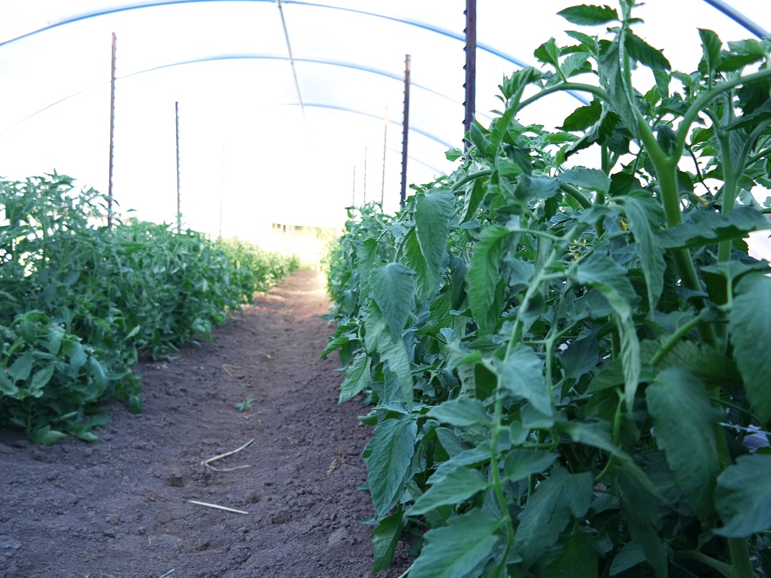 Visual Reflections Horton Road Organics